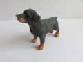 Doberman dog