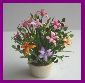 Flowers  & Indoor plants