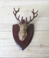 Mounted stags head