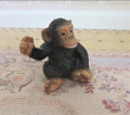 Cute chimp