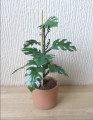 Swiss cheese plant