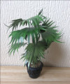 Chinese fan palm  in pot