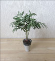 Tall plant  in Carol Mann pot