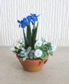 Pot of Iris & geraniums